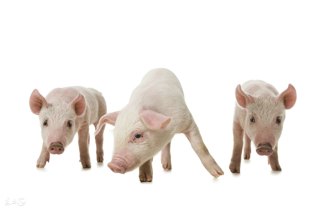 仔猪饲料中毒怎么缓解,仔猪补铁中毒什么症状怎么处理