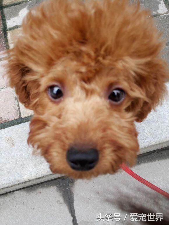 买来泰迪狗没有断尾怎么办,泰迪第二天就断尾了