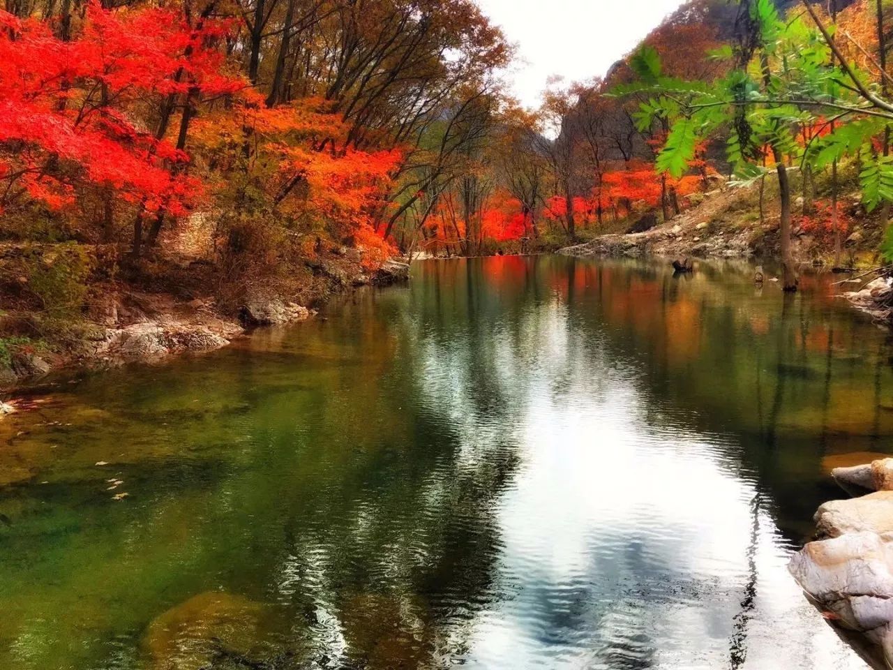 新鲜出炉~赏枫HOT！百名摄影家齐聚庄河天门山