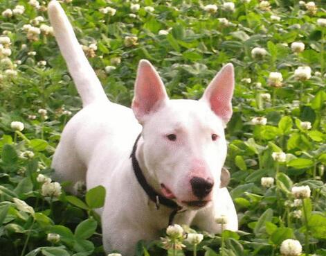 牛头梗是怎么培育出来的,怎么挑选牛头梗