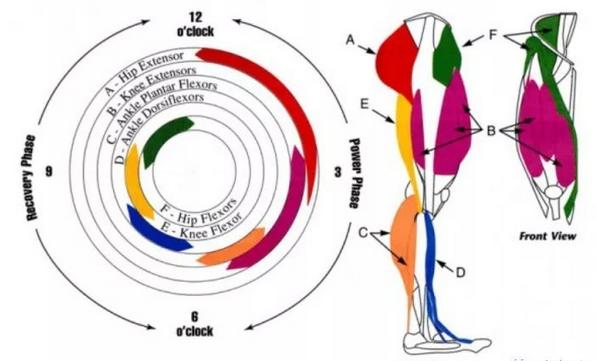 骑行的姿势不对会导致腰疼么,骑行颠簸腰疼怎么办