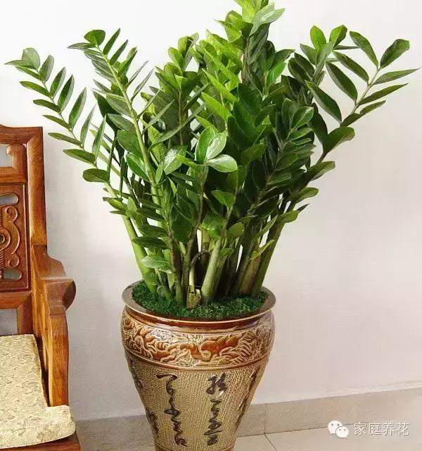 金钱树换盆正确方法,发财树的养殖方法