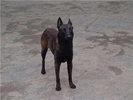 马犬喂养方法马犬吃什么长得快,马犬喂养需要哪些常识和技能