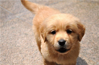 金毛犬如何训练小视频,金毛犬怎么训练泰迪