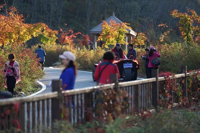 新鲜出炉~赏枫HOT！百名摄影家齐聚庄河天门山
