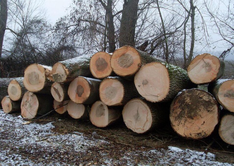 白蜡木与榉木哪个做家具好,枫木与白蜡木哪种木材好