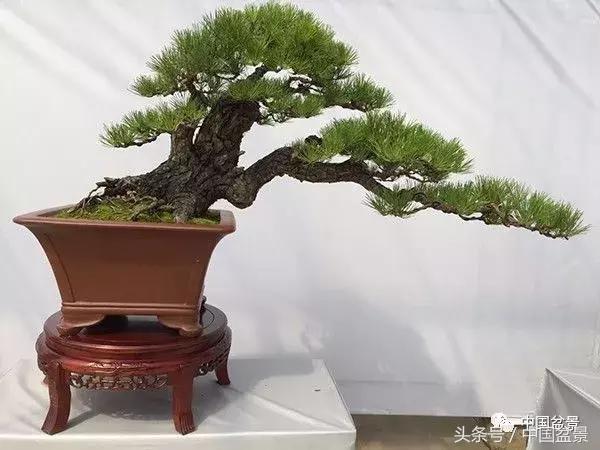 如何看待盆景的技法,盆景入坑的十大感受