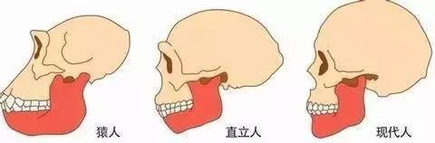 我只有28颗牙齿正常吗,一排只有14颗牙齿正常吗