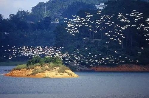 美得不像样子!广州秋季“花潮”来袭,你最想和谁一起看