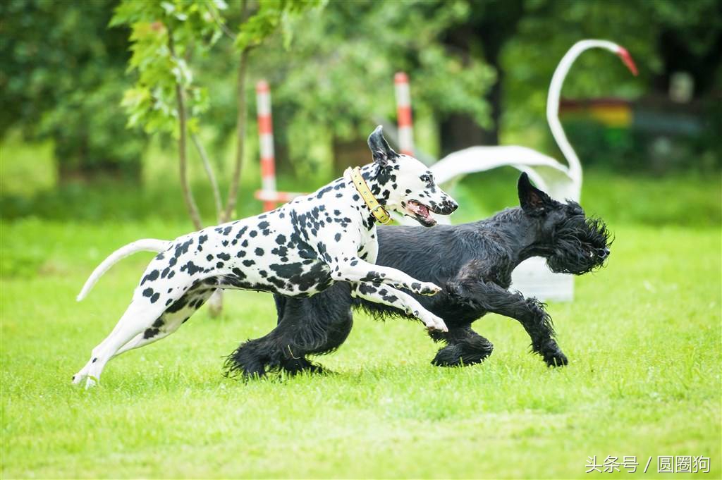 大麦町犬属于中型犬还是大型犬,斑点狗大麦町犬为什么禁养