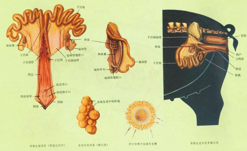 母猪子宫感染原因,母猪子宫炎症的克星