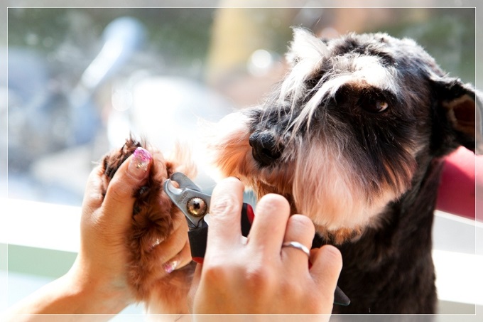 宠物美容师都需要负责做什么,宠物美容师这个行业真的是太累了