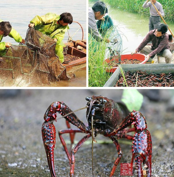 养龙虾到底赚不赚钱,养龙虾是骗局吗