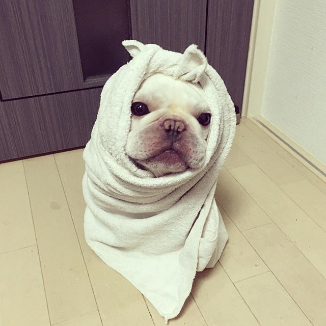 法国斗牛犬怎么护理皮肤,法国斗牛犬冬天要穿衣服吗