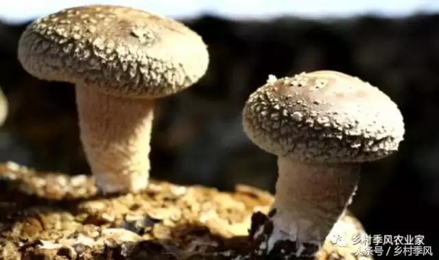 山东招远龙口粉丝的生产过程,山东龙口粉丝生产基地