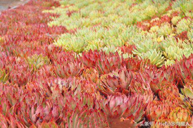 加州多肉,当花痴遇见多肉