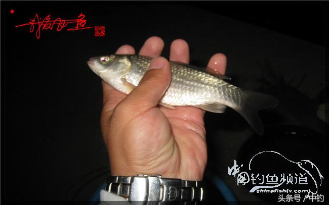 狂拉大板鲫的快乐,狂拉小鲫鱼钓鱼视频