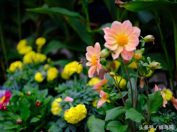 富士中画幅gfx50sii视频评测,富士gfx50s二代高感和全画幅对比