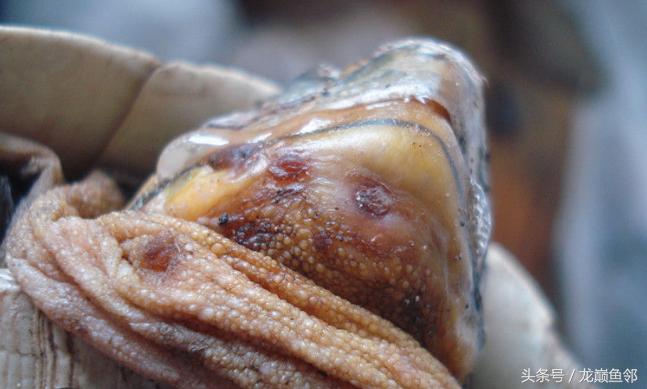 龟蝽危害和防治,龟中暑的防治