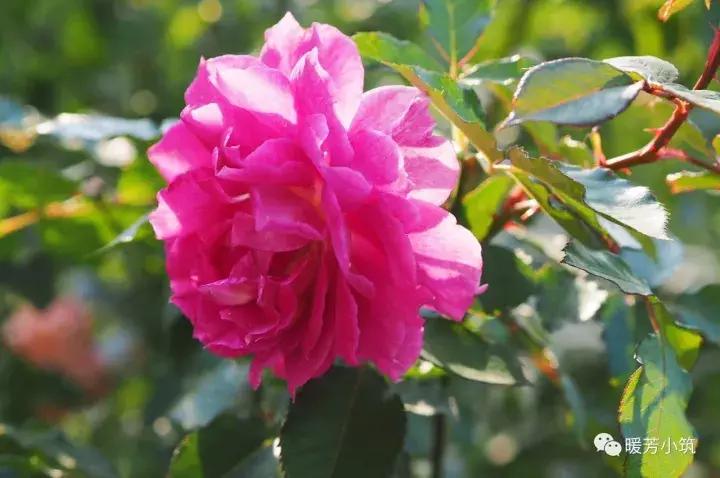 什么？你说欧月中还有日本月季？