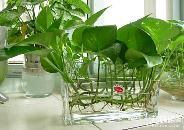 新装修好的房子需要买哪些必需品,新装修的房子卧室放什么植物最好