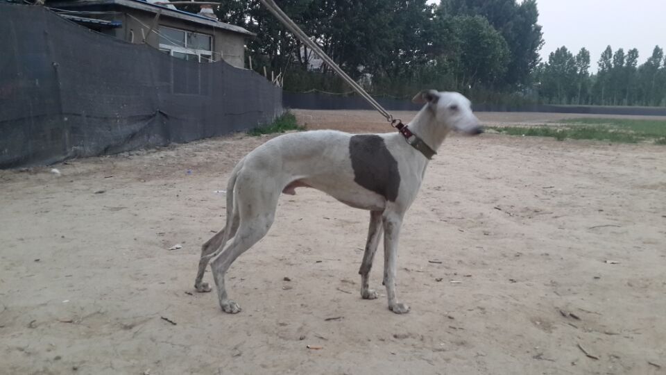 国外赛道犬正确喂养方法,赛道训犬