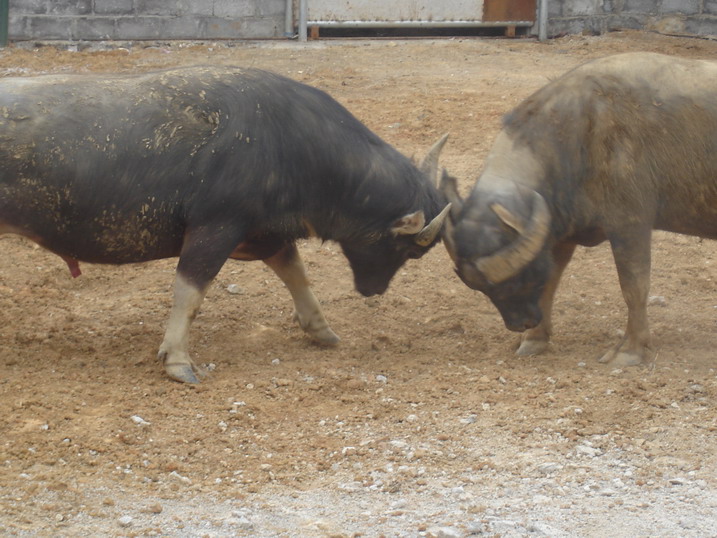 一头牛的前世今生视频,牛的命运真是凄惨