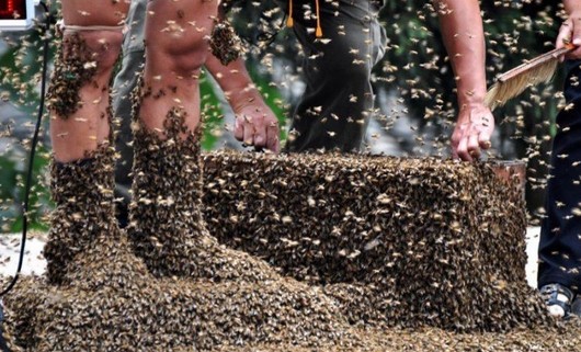 让农民闻风丧胆的五大毒物，被咬一口或将丧命，见到赶紧跑！