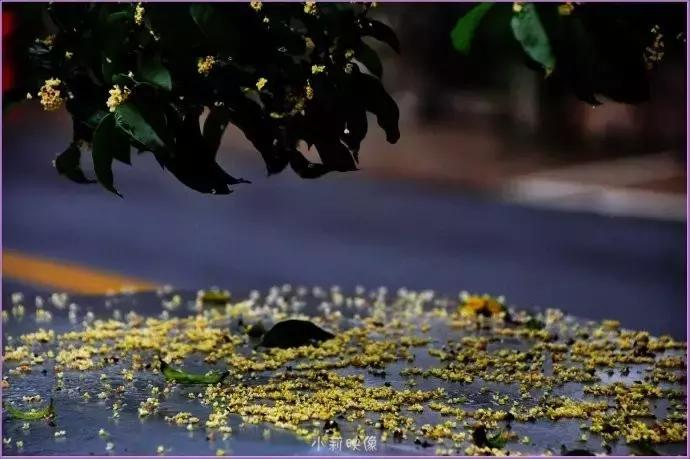 桂子飘零，天凉好个秋