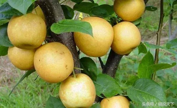 苏州吴中哪个区比较好,苏州吴中附近有哪些区