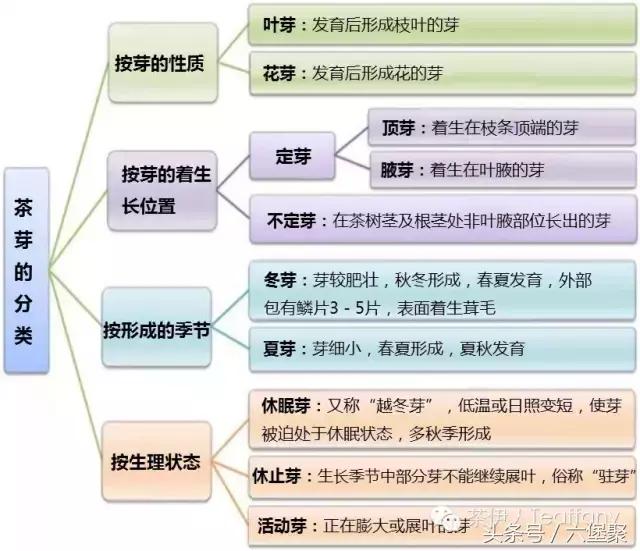 茶树与茶叶种类区别图解,茶树茶叶的基本知识