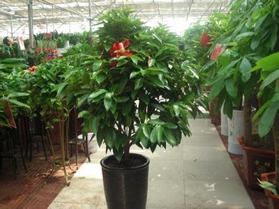 盆栽平安树黄叶怎么回事,平安树叶子下垂干枯掉落怎么办