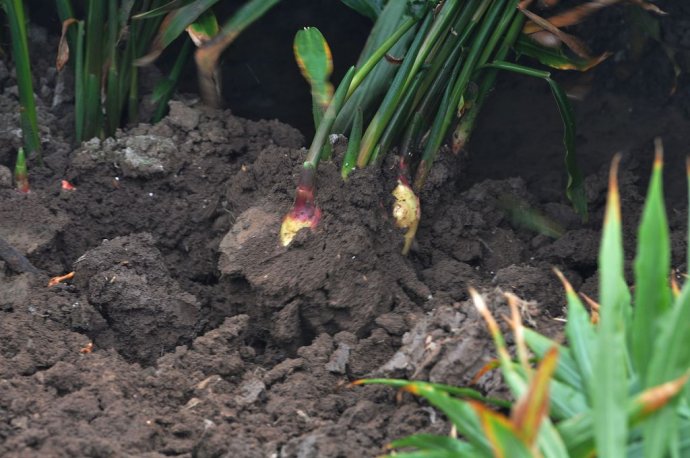 教会你如何采收生姜,生姜在采收的过程中应该注意什么