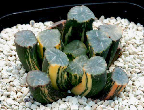 如果你能拥有任何一样东西,如果你能够拥有一栋别墅