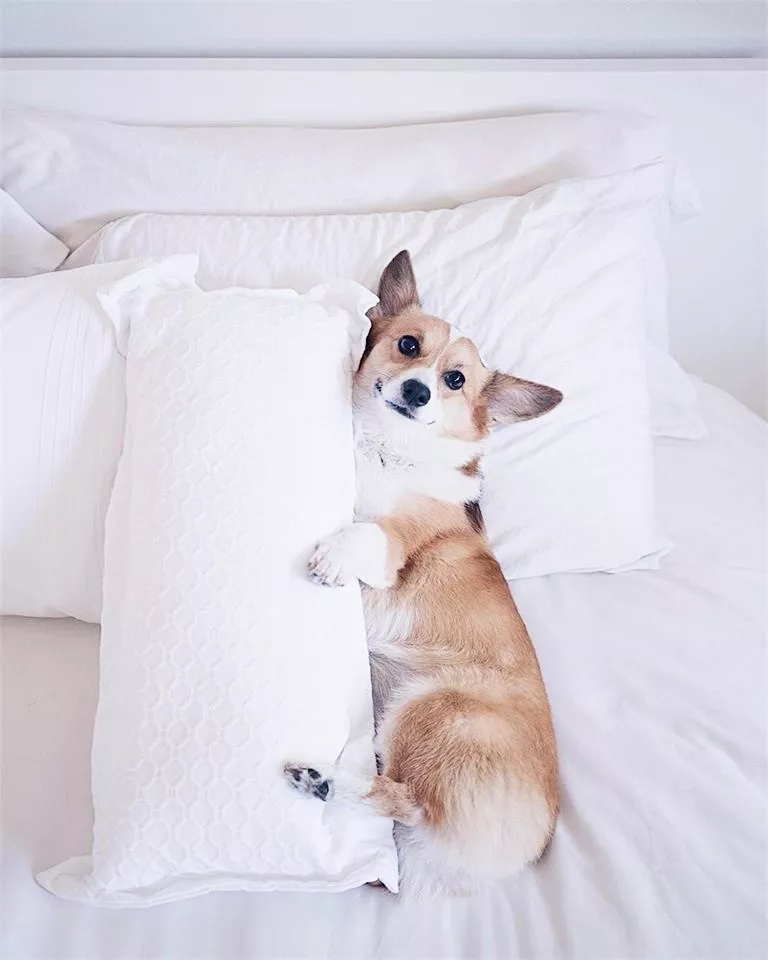 短腿美图,高清小短腿美图