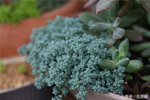 景天科1000种多肉植物图鉴,常见的景天科多肉植物的名称