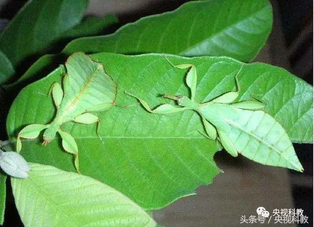 中国青少年科学总动员探秘宇宙,中国青少年总动员第十一场科学秀