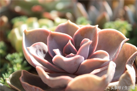 景天科1000种多肉植物图鉴,常见的景天科多肉植物的名称