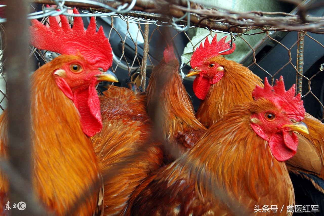 如何消除鸡啄肛,治鸡啄癖方法