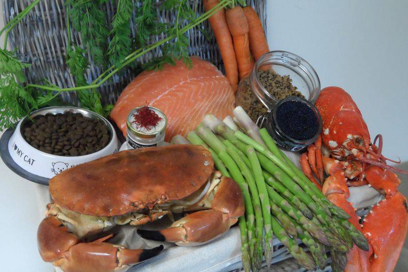 精致猫咪必备品有哪些种类,这几种猫咪养得起的都是土豪