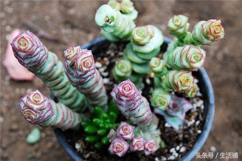 景天科1000种多肉植物图鉴,常见的景天科多肉植物的名称