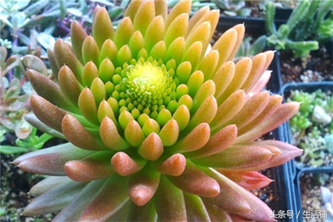 景天科1000种多肉植物图鉴,常见的景天科多肉植物的名称