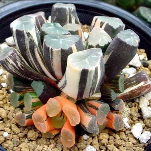 如果你能拥有任何一样东西,如果你能够拥有一栋别墅