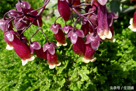 景天科1000种多肉植物图鉴,常见的景天科多肉植物的名称