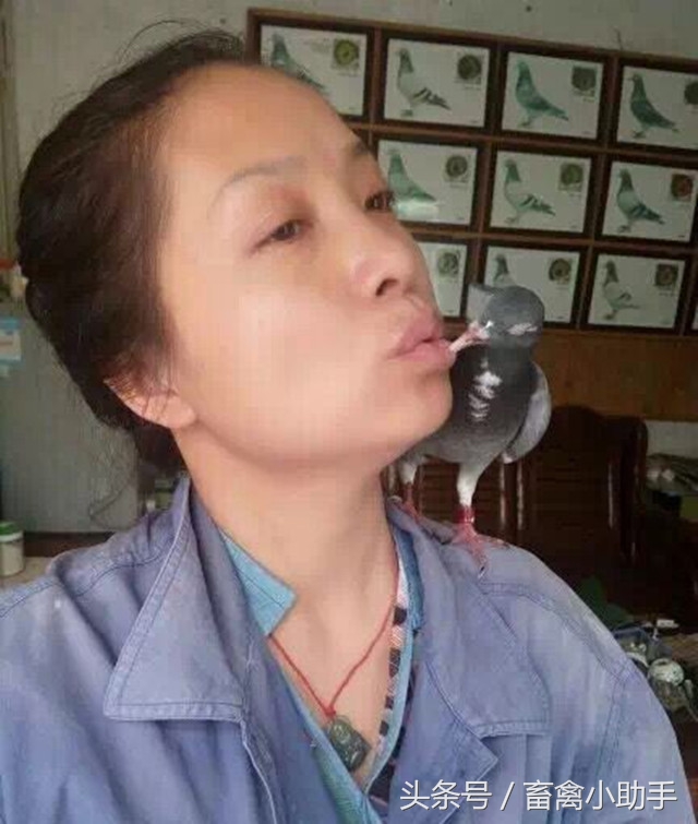 鸽子比赛怎样达到最佳状态,怎样让鸽子快速恢复体能