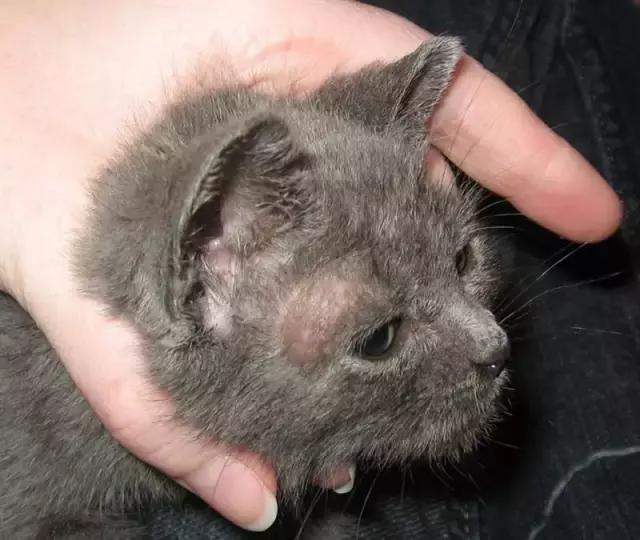 传染给人的猫癣好了还有印子,铲屎官被传染猫癣