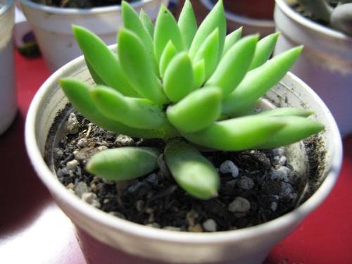 夏天也可以放心入手的多肉,夏天容易出状态的多肉