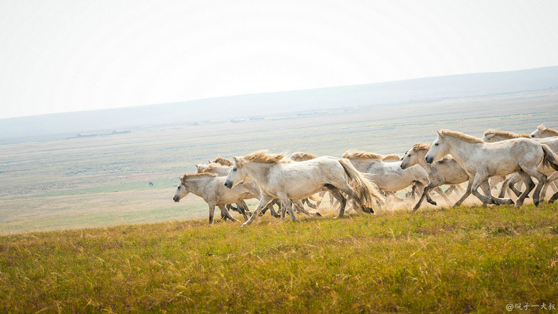 草原金秋美景图片,蓝天白云大草原的美图