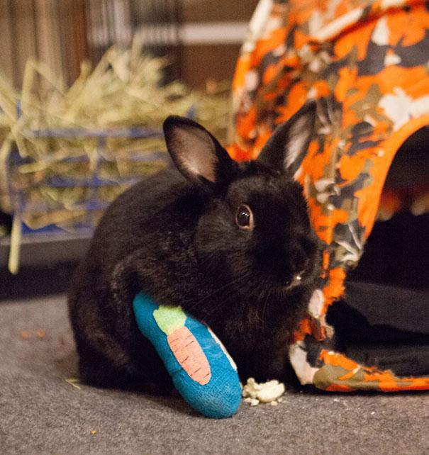 打着石膏的狗,打着石膏的猫