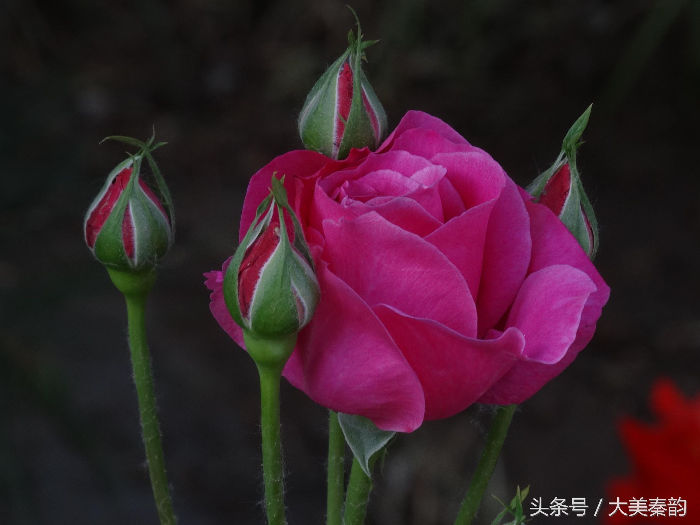 全国各地市花大全,各地市花是什么花